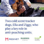 Medivet Rhino: Two cold scent tracker dogs, Ella and Ziggy, who play a key role in anti-pouching units
